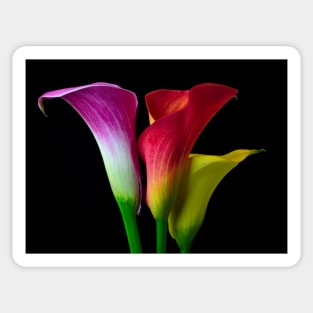 Three Colors Calla Lilies Sticker